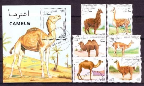 Thema dieren21 Afghanistan 