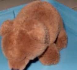 Bruin beertje