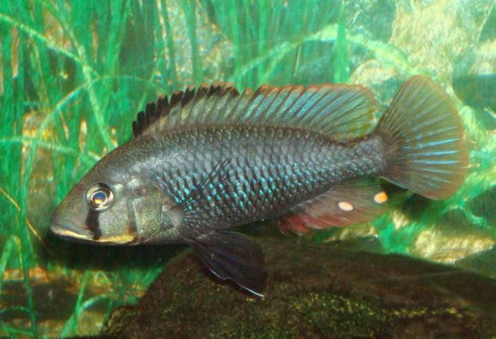 Astatotilapia Caliptera chizumulu