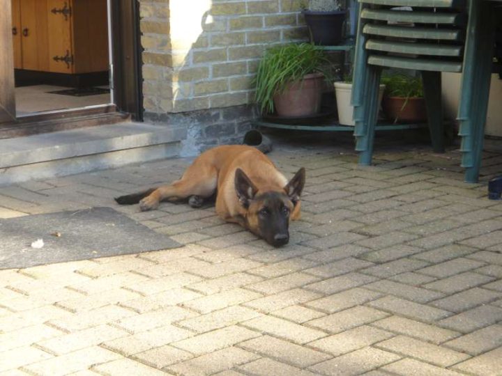 mechelse herder