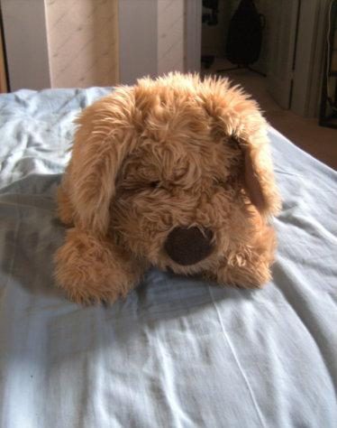 grote knuffelhond