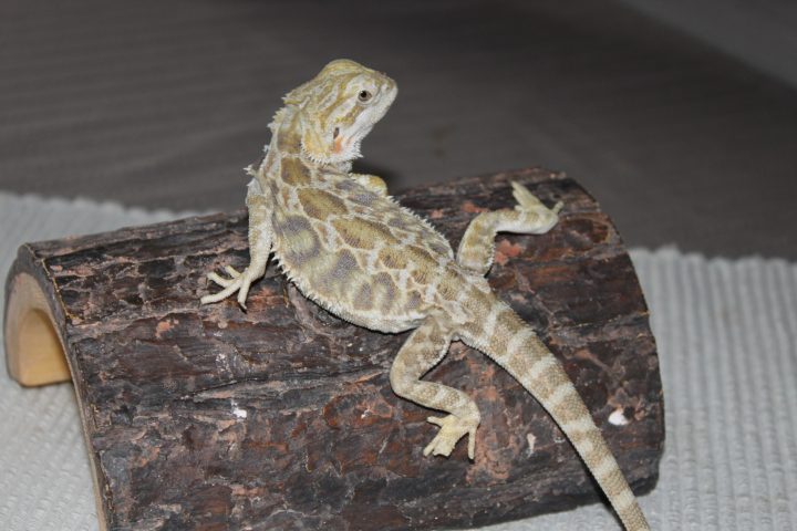 leatherback baardagamen
