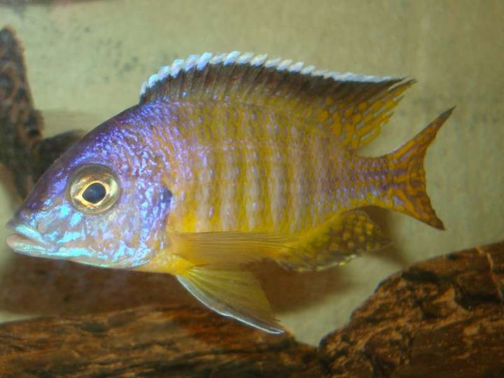 Aulonocara Hueseri