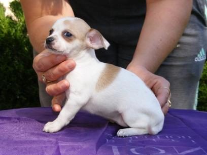 Chihuahua pup