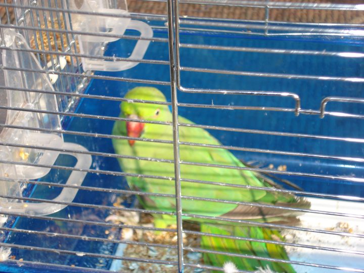 groene halsbandparkiet