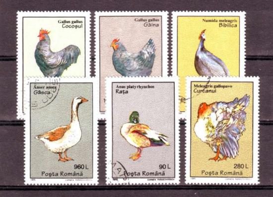 Thema dieren28 Roemenie