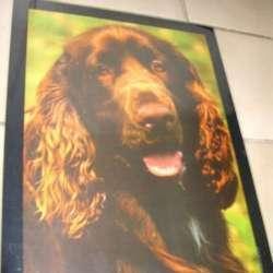 Plastieke poster hond