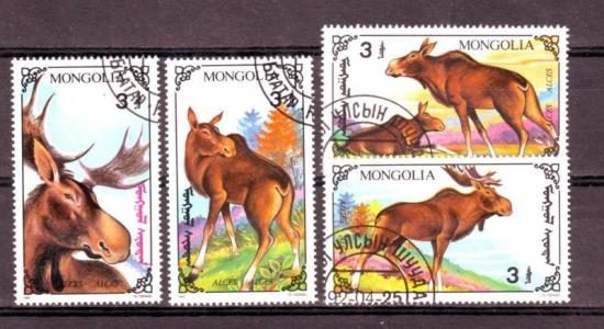 Thema dieren5 Mongolie 