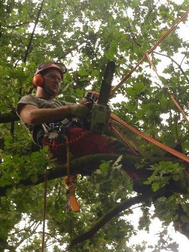 Boomverzorging Van Holderbeke-Mulier:vellen/snoeien bomen