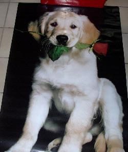 Poster hond met bloem