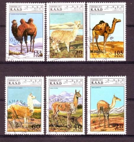 Thema dieren2 Sahara occidental 