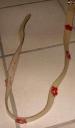 Foto 1 van Beige-geelachtige riem met rode bloemetjes