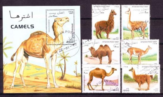 Thema dieren21 Afghanistan 