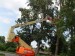 Foto 3 van Boomverzorging Van Holderbeke-Mulier:vellen/snoeien bomen