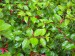 Foto 1 van TUINPLANTEN TE BEKOMEN