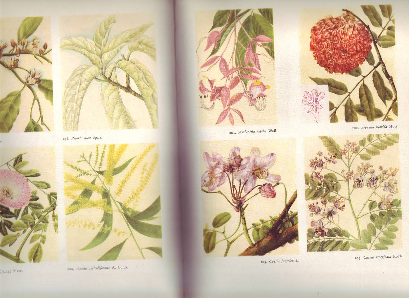 Tuinboek voor de tropen  ( L.Bruggeman )