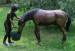Foto 3 van bronzen paarden
