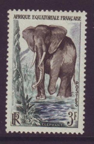 Olifant Afrique occidentale 