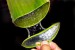 Foto 2 van LR Aloe Vera Oogcreme 15 ml 20018