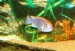 Foto 1 van Ps. Perspicax Orange cap