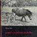 Foto 1 van Pony's en kleine paarden, Wouter Slob