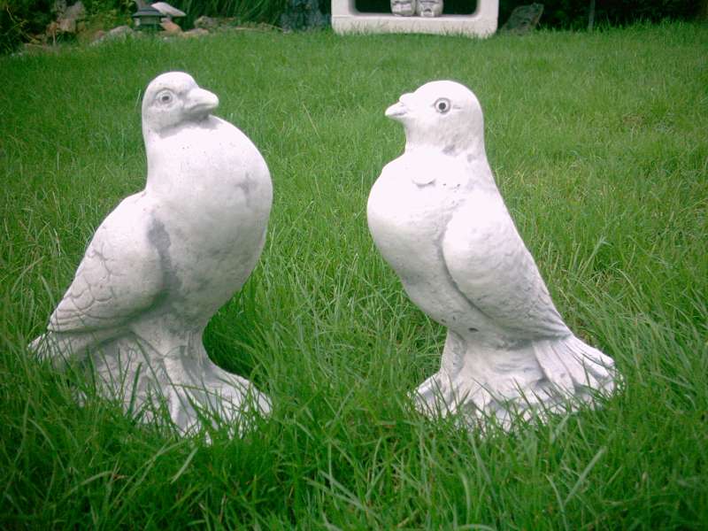 Tuinbeelden :Mooie duiven 