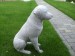 Foto 3 van Tuinbeelden rotweiler 