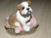 Foto 3 van  Hond in mand 82