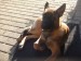 Foto 3 van mechelse herder