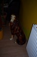Foto 3 van LASSIE