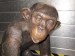 Foto 1 van bronzen chimpansee