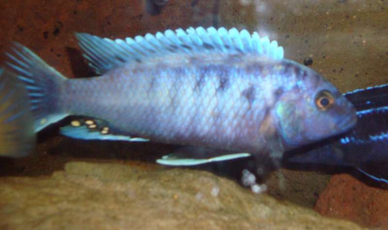 Melanochromis Joanjohnsonae 