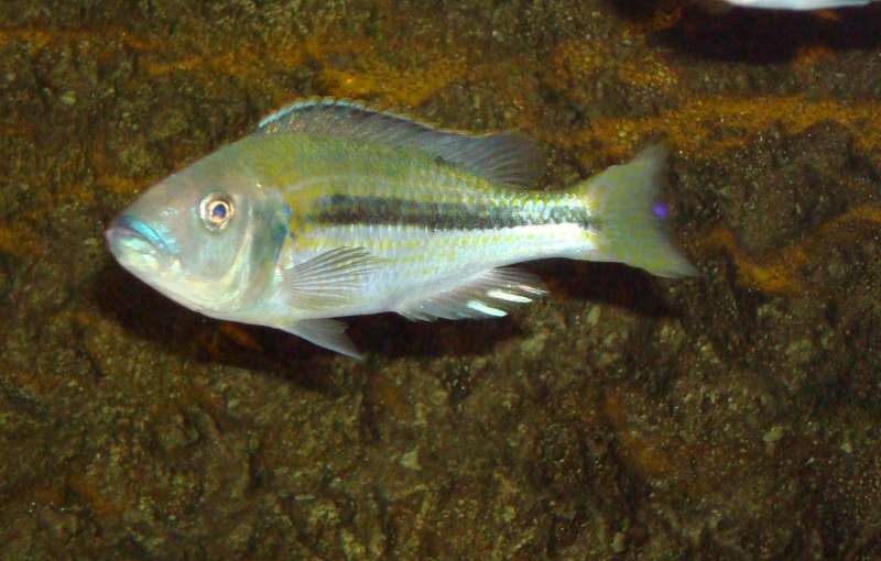 Dimidiochromis Kiwinge