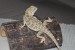 Foto 1 van leatherback baardagamen