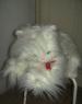 Foto 2 van witte poes