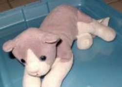 Liggende poes