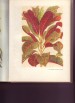 Foto 3 van Tuinboek voor de tropen  ( L.Bruggeman )