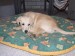 Foto 5 van KERSTOPENDEUR MET BENEFIETVERKOOP TEN VOORDELEN VAN AANSCHAF BLINDENGELEIDENHOND