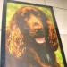 Foto 1 van Plastieke poster hond