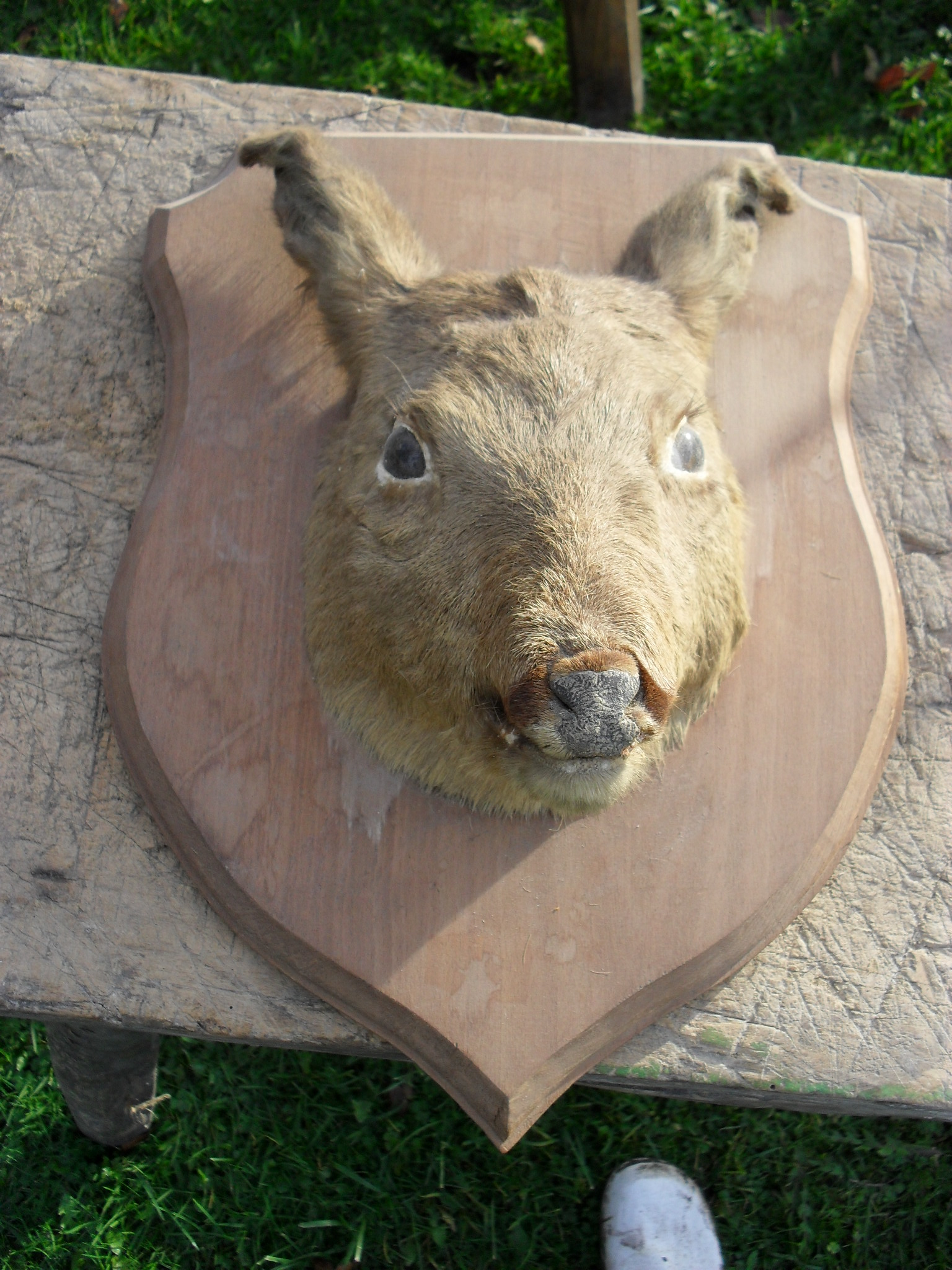 oud opgezet dierenkopje