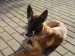 Foto 2 van mechelse herder