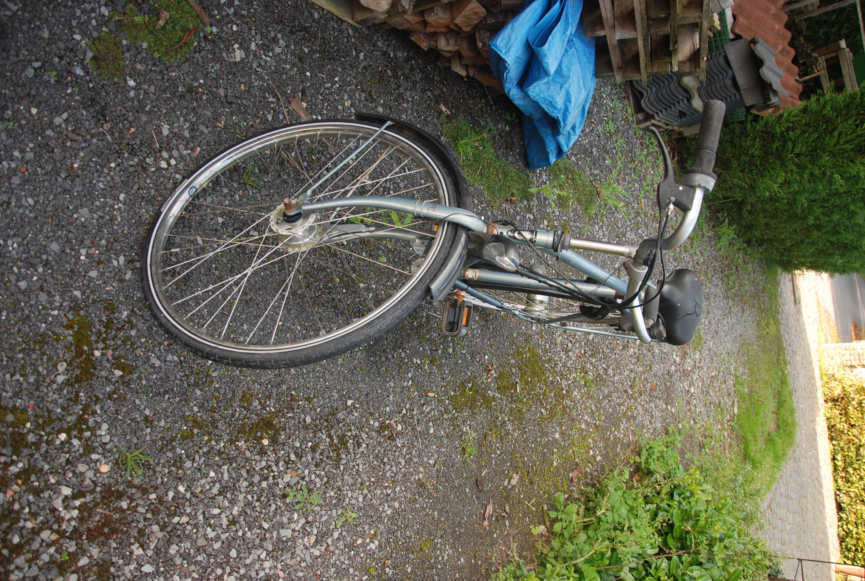 batavus