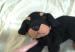 Foto 2 van liggend hondje