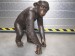 Foto 2 van bronzen chimpansee