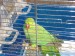 Foto 1 van groene halsbandparkiet
