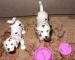 Foto 1 van Barbie : set van 2 hondjes met beweegbare hoofden