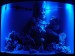 Foto 1 van Aquarium Led verlichting ledstrips Ledstrip 24/48/95/120 CM