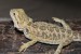 Foto 4 van leatherback baardagamen