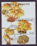 Foto 1 van Thema paddestoelen 