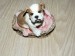 Foto 1 van  Hond in mand 82